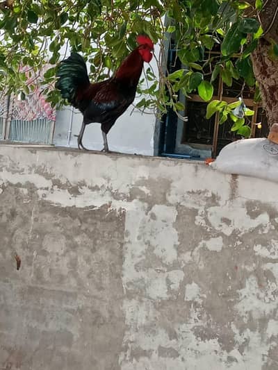 2 Desi Kukar
