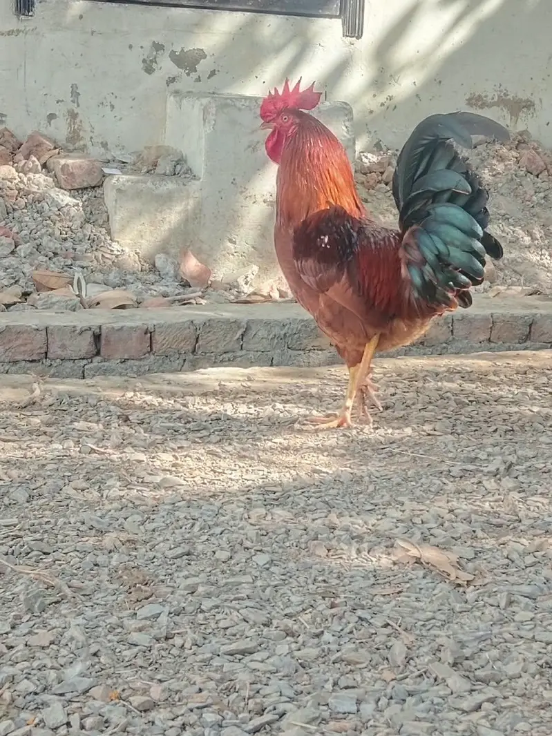 2 Desi Kukar — photo 2
