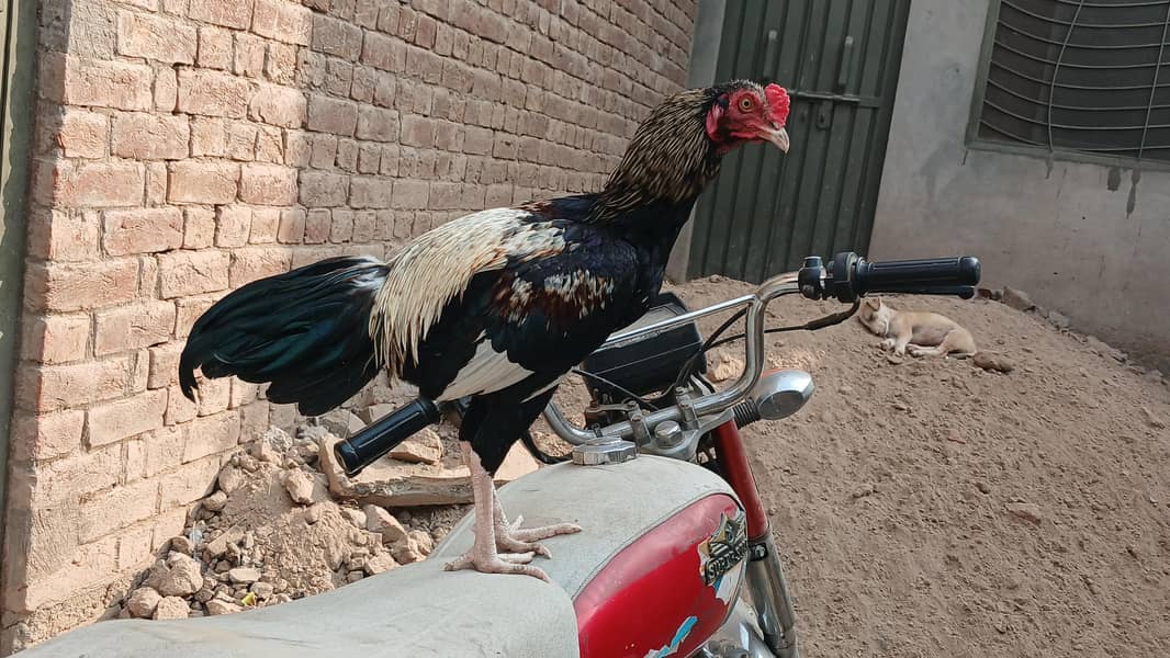forsale 2
