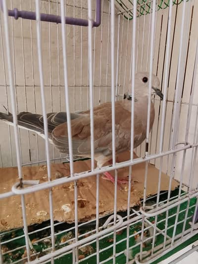 for sale