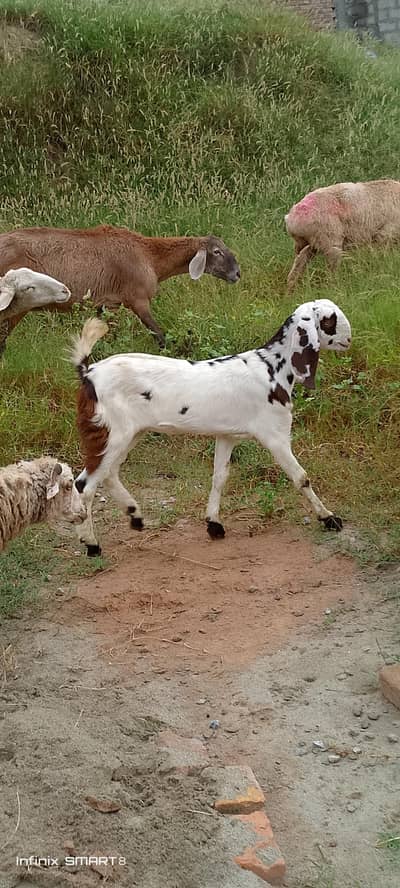 goats sheep