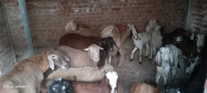 goats sheep