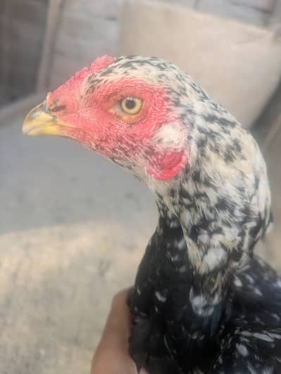 Pure Aseel Cheena Madi - Black Chitti - Double Haddi - Healthy