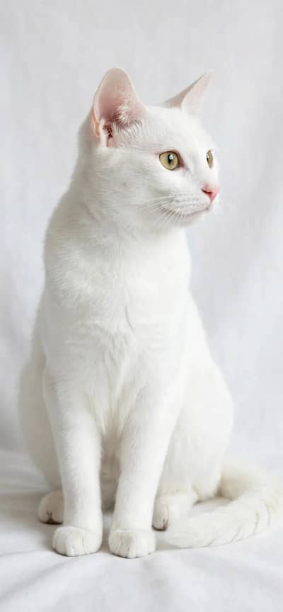 pure white persion Cate for sale active healthy &nisata
