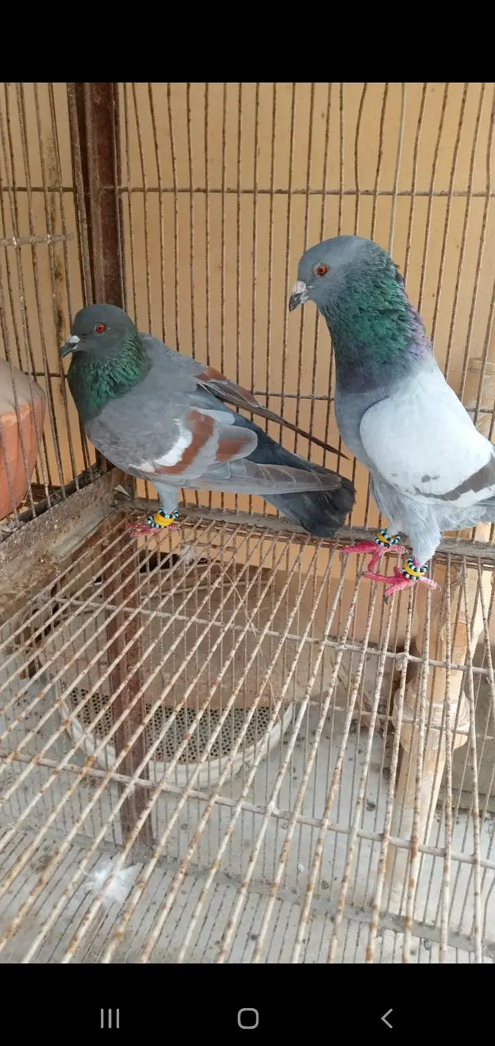 gola kabutar for sell landhi karachi — photo 3