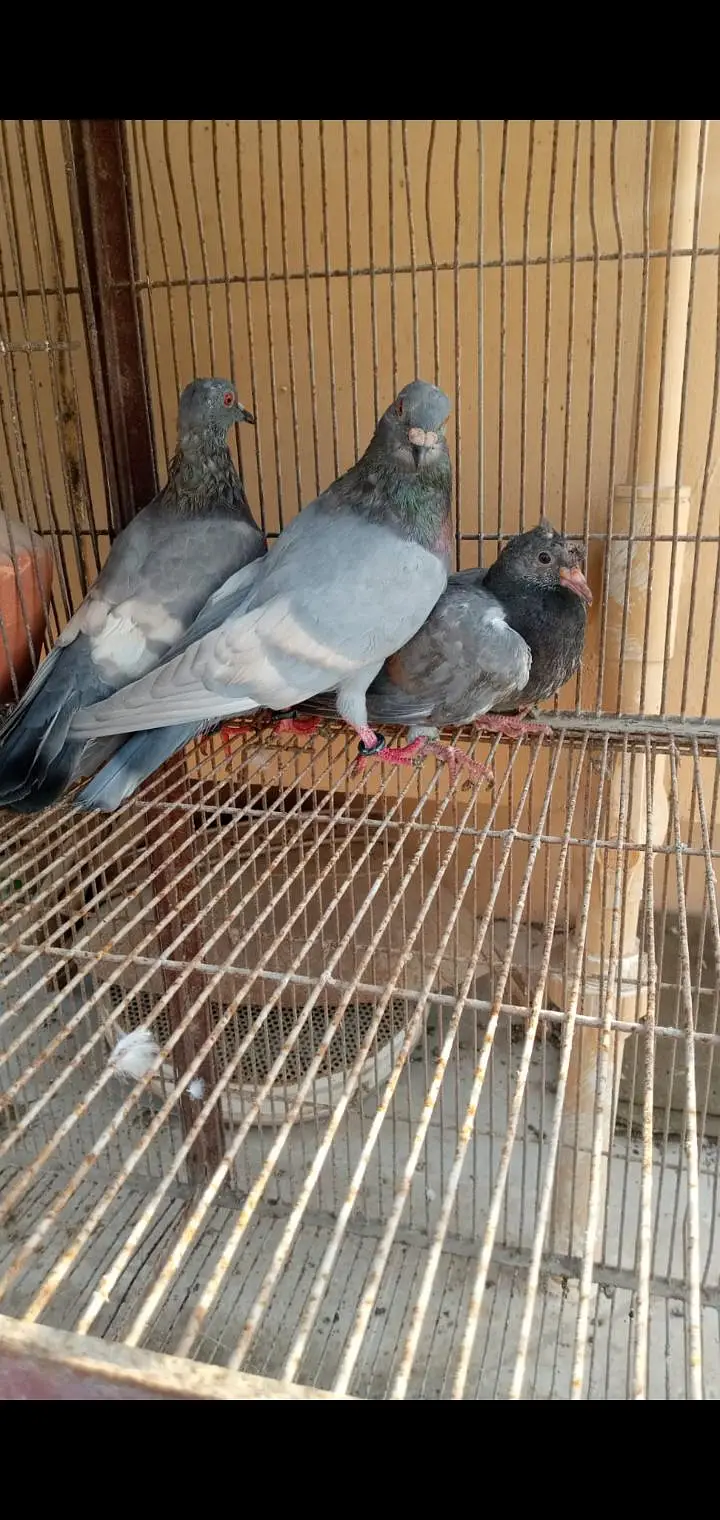 gola kabutar for sell landhi karachi — photo 4