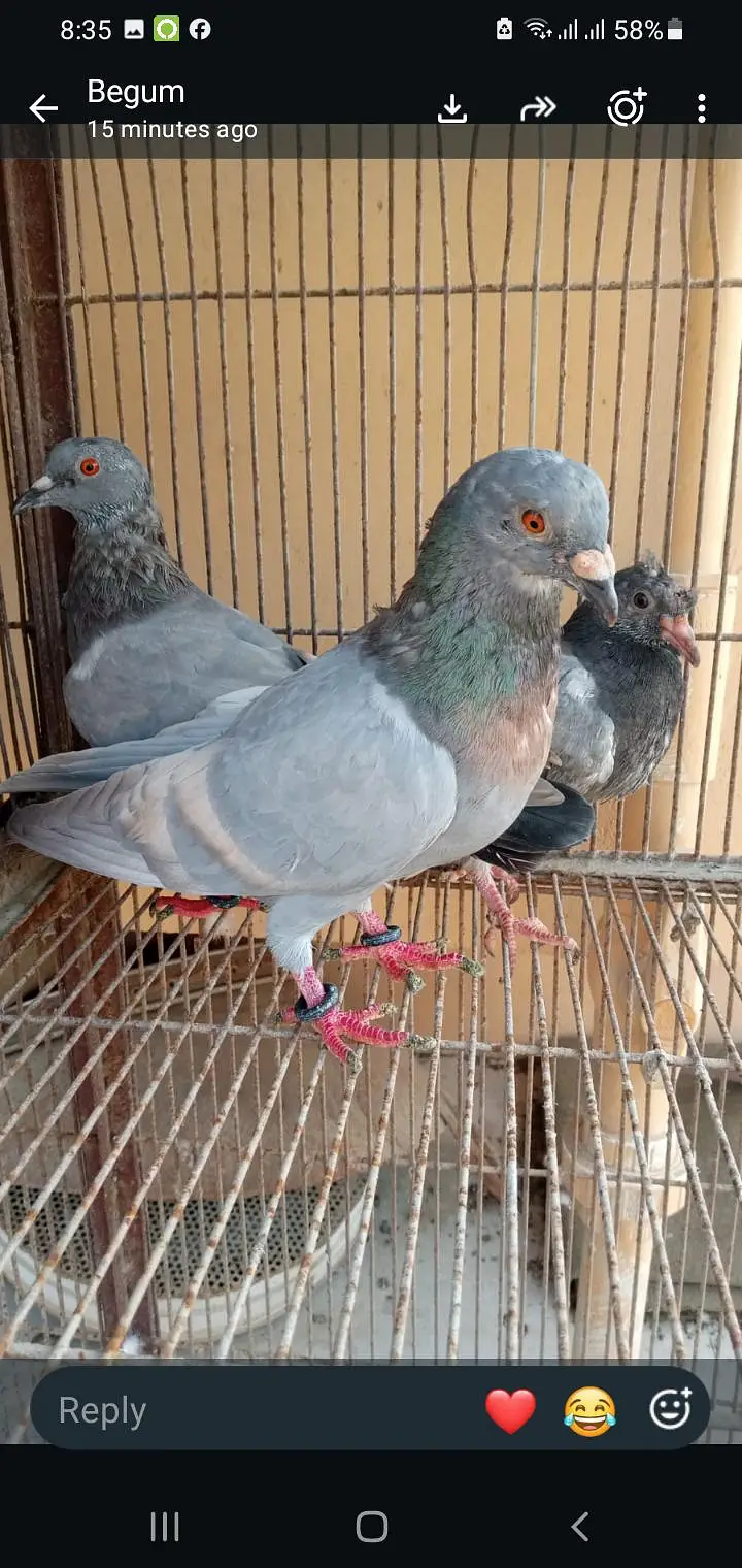 gola kabutar for sell landhi karachi — photo 6