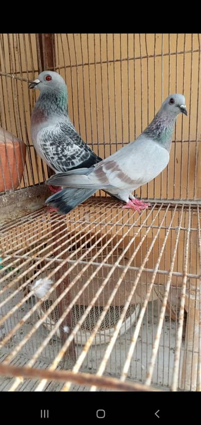 gola kabutar for sell landhi karachi