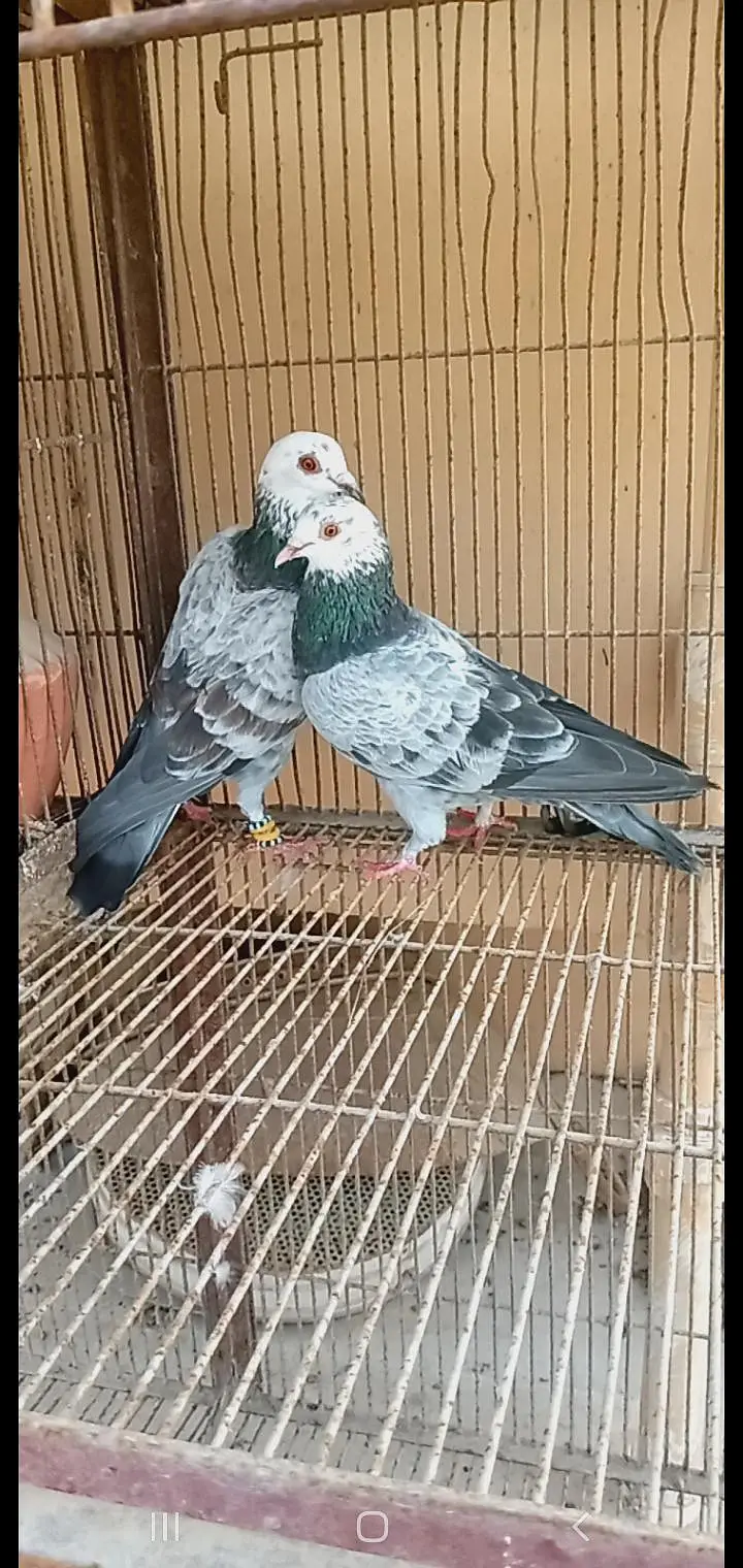 gola kabutar for sell landhi karachi — photo 12