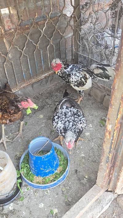 Selling healthy Aseel Male and 2 female Hens