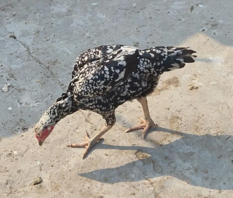 Selling healthy Aseel Male and 2 female Hens — photo 2