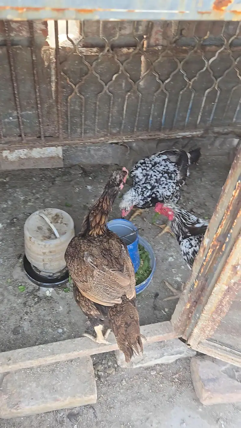 Selling healthy Aseel Male and 2 female Hens — photo 3