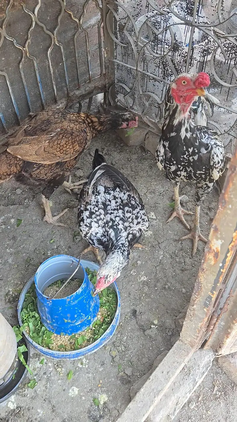 Selling healthy Aseel Male and 2 female Hens — photo 4