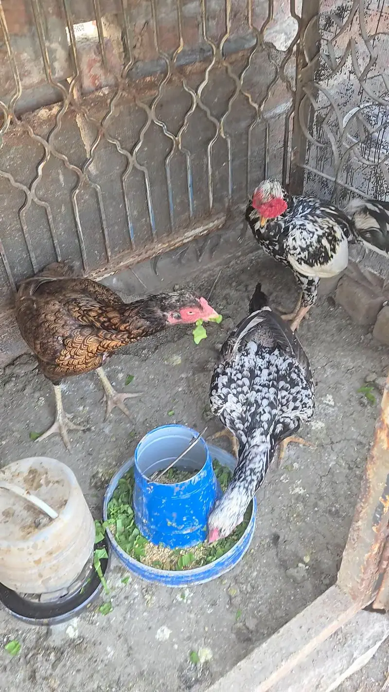 Selling healthy Aseel Male and 2 female Hens — photo 5
