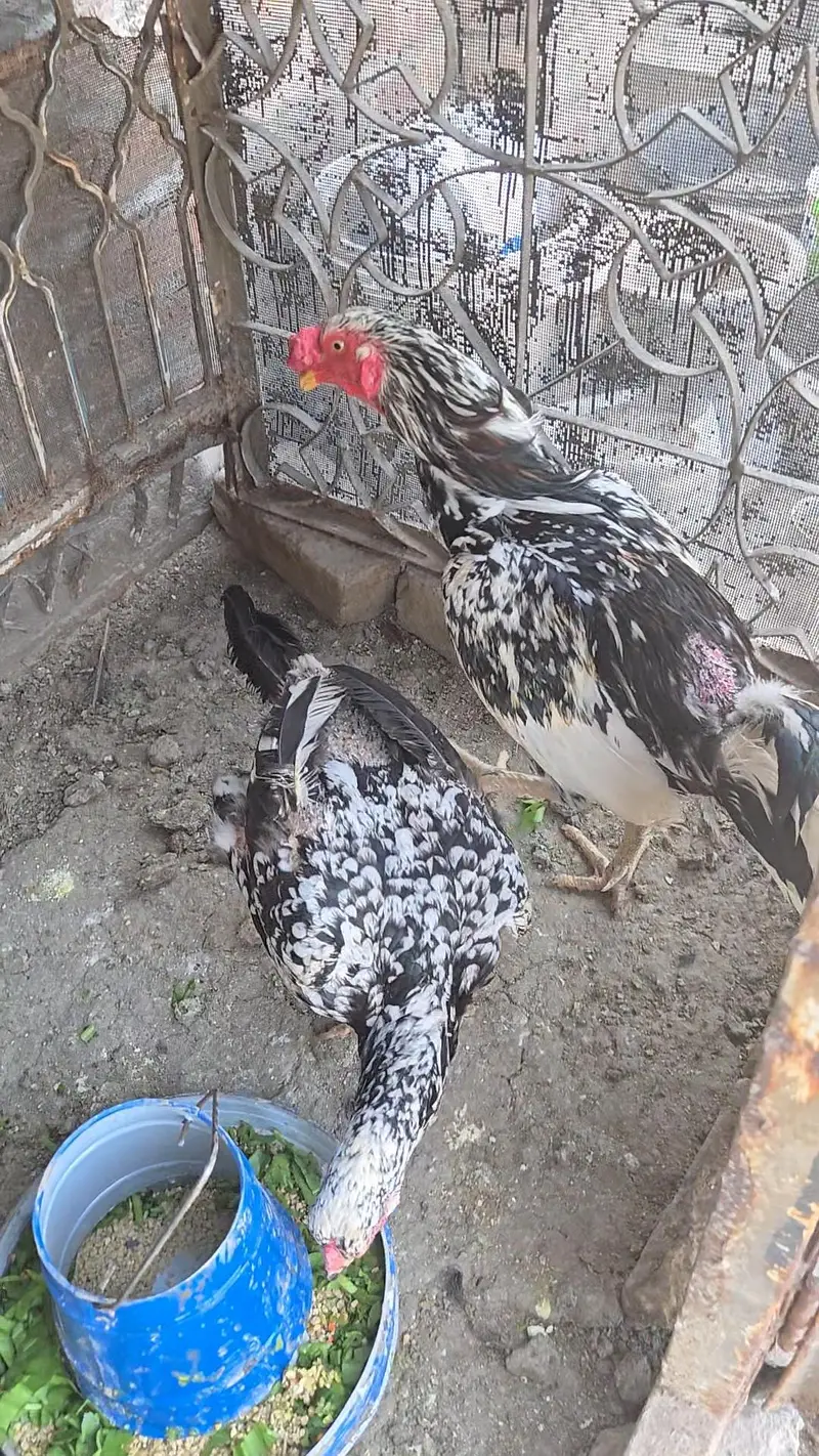 Selling healthy Aseel Male and 2 female Hens — photo 6