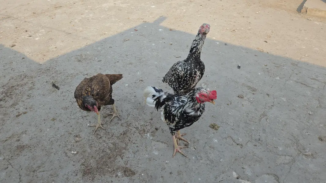 Selling healthy Aseel Male and 2 female Hens — photo 7