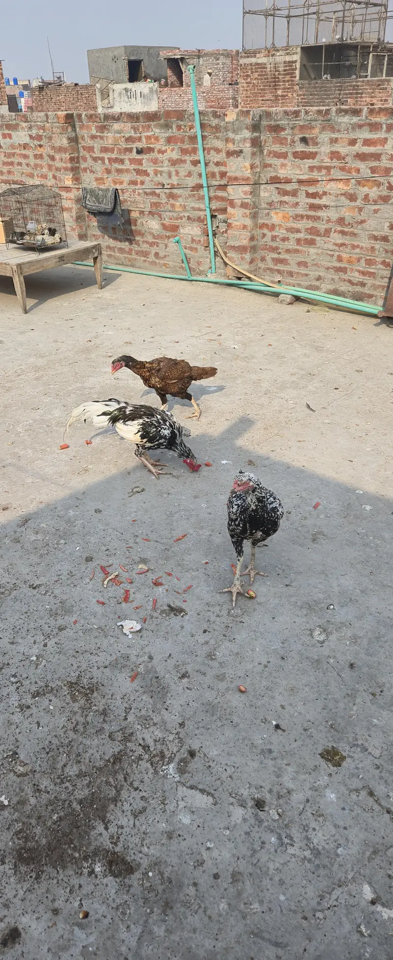 Selling healthy Aseel Male and 2 female Hens — photo 8