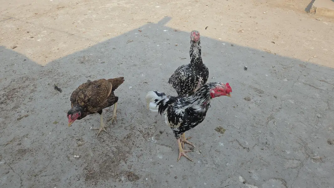 Selling healthy Aseel Male and 2 female Hens — photo 9
