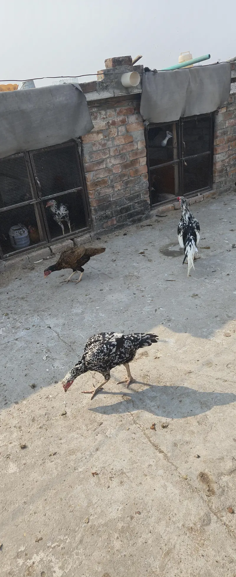 Selling healthy Aseel Male and 2 female Hens — photo 10
