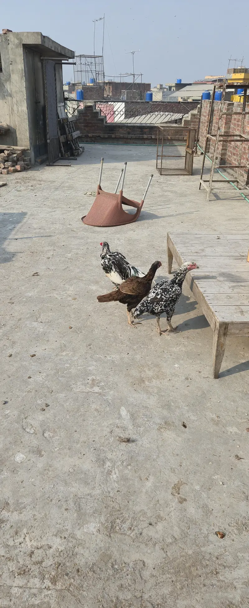 Selling healthy Aseel Male and 2 female Hens — photo 11