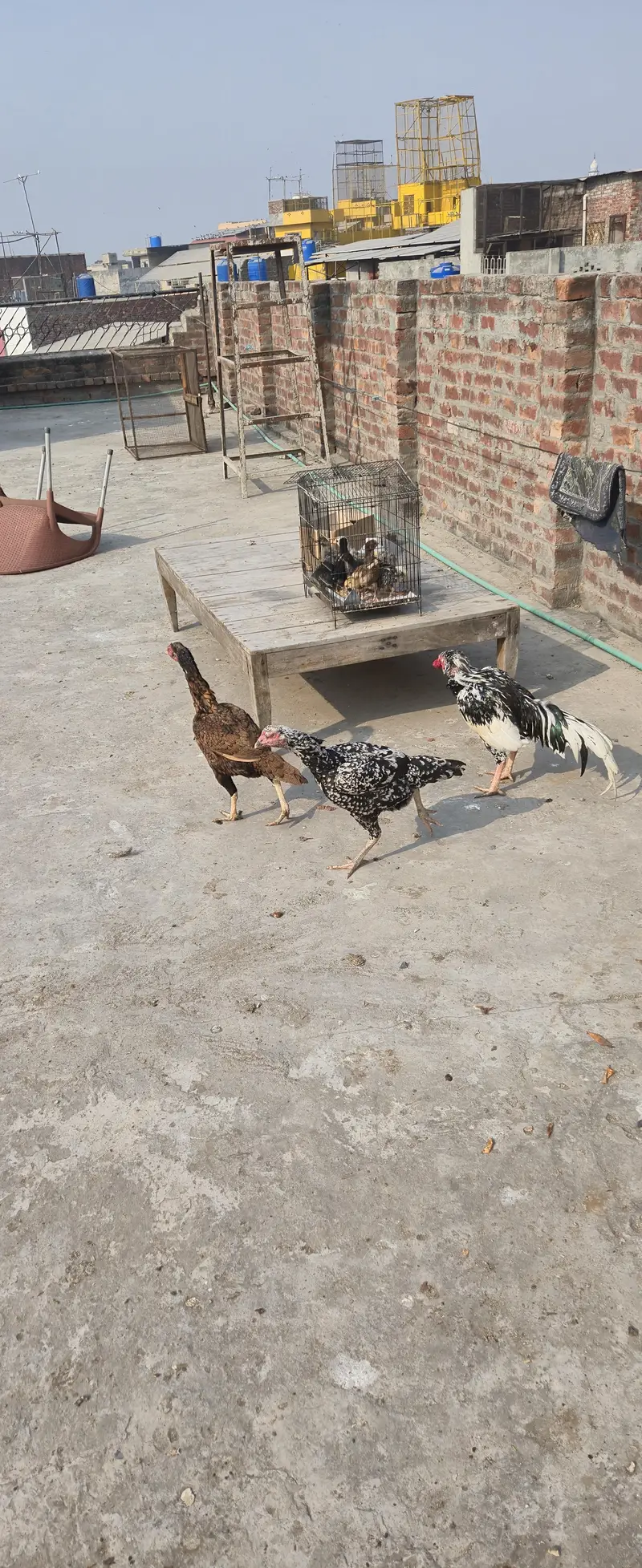 Selling healthy Aseel Male and 2 female Hens — photo 12