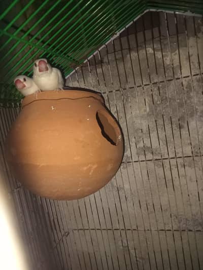 white jawa breder pair with cage