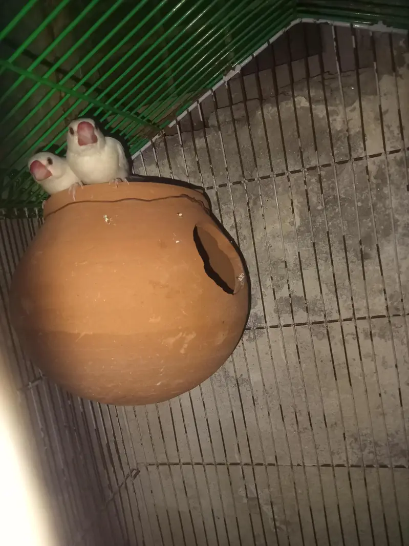 white jawa breder pair with cage