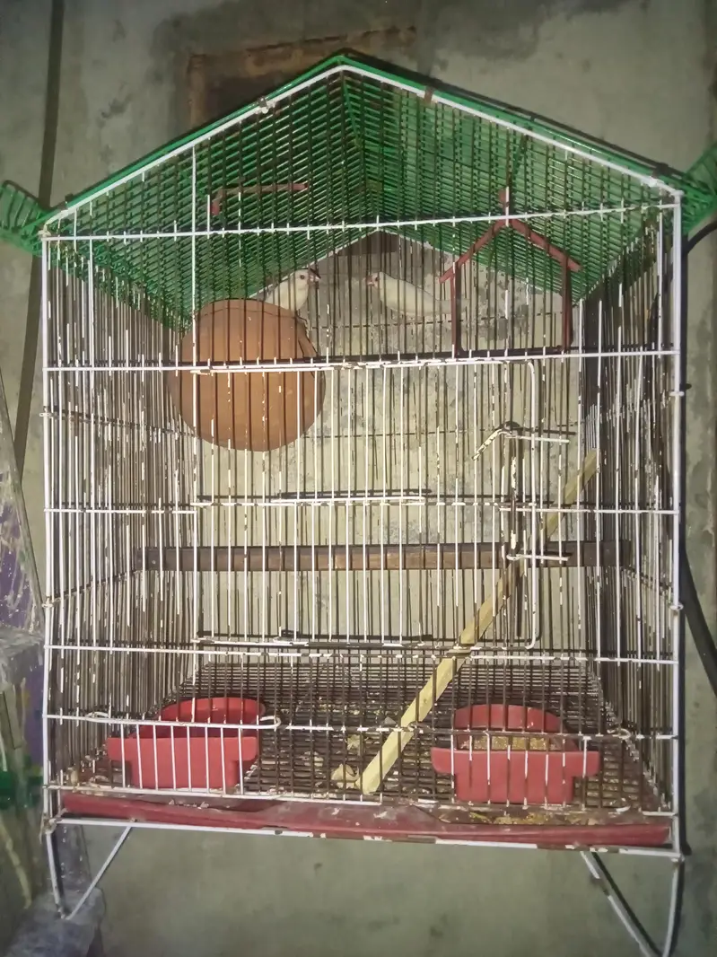 white jawa breder pair with cage — photo 2