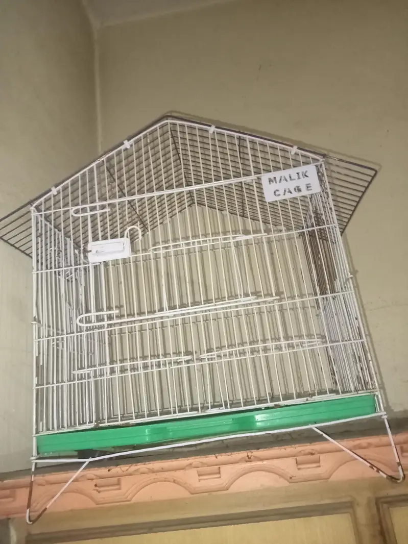 white jawa breder pair with cage — photo 4