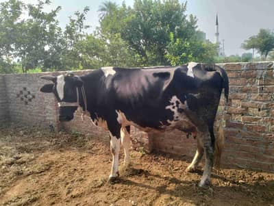 jersey fresian cross cow