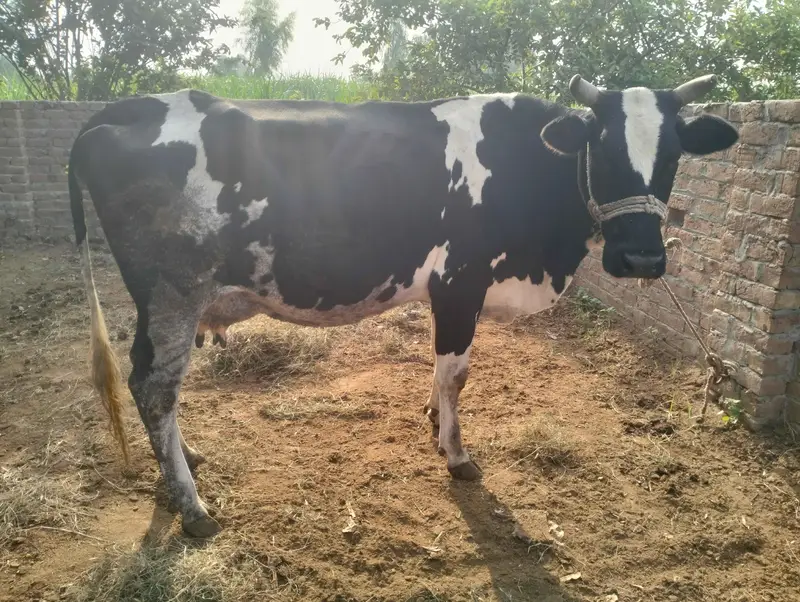 jersey fresian cross cow — photo 2