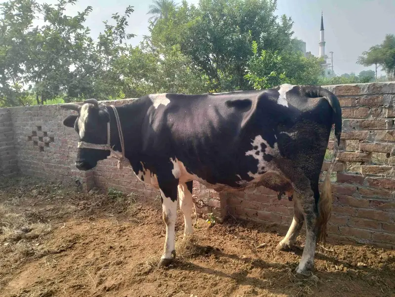 jersey fresian cross cow — photo 3