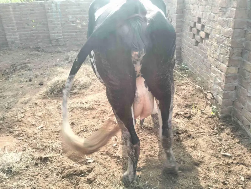 jersey fresian cross cow — photo 4