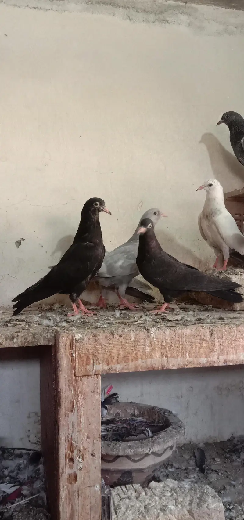 zak,slati,indian laky,washi kaldumy,qasori. — photo 2