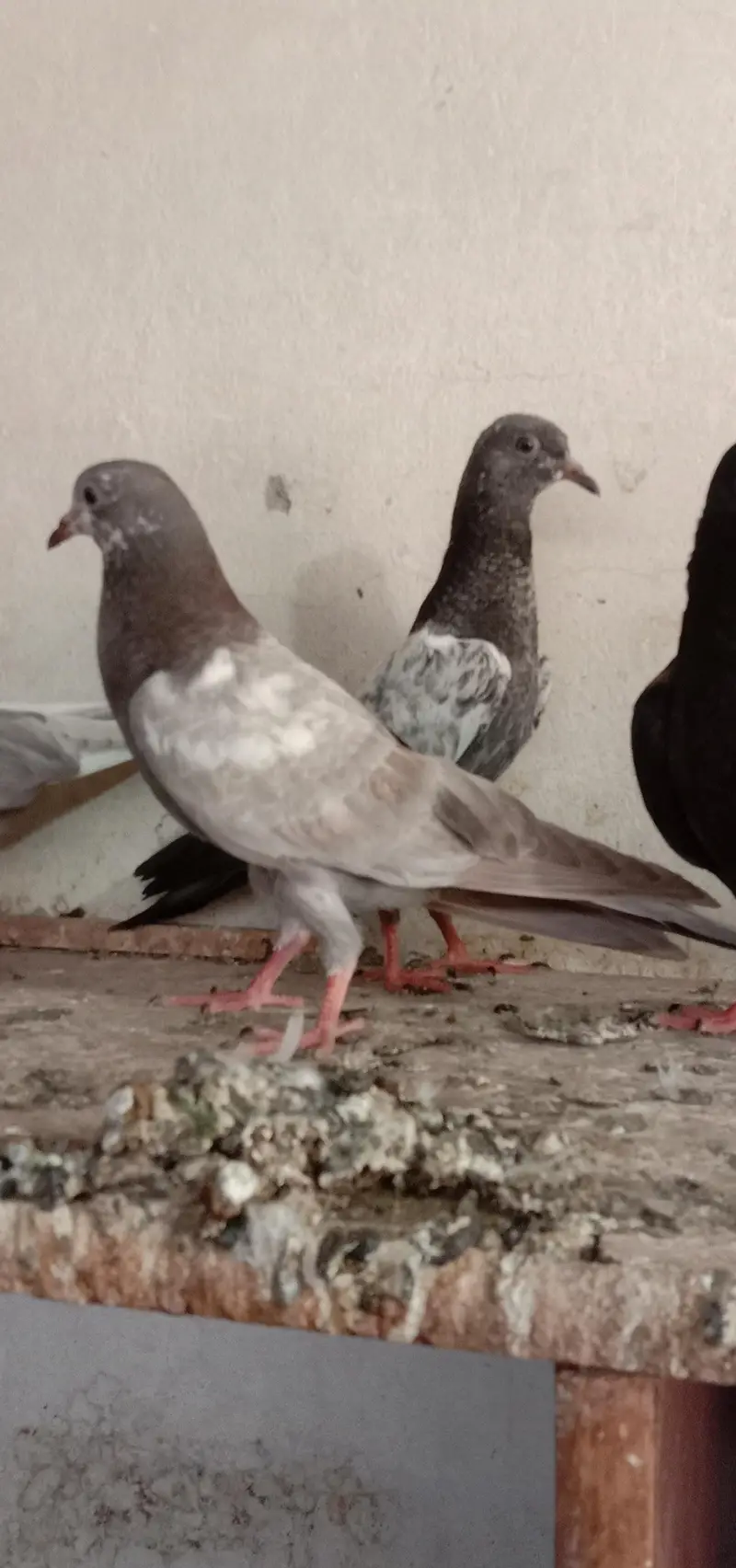 zak,slati,indian laky,washi kaldumy,qasori. — photo 4