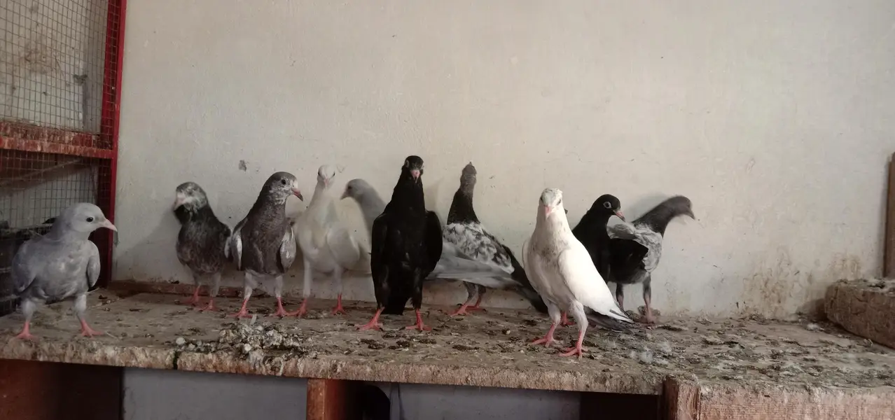 zak,slati,indian laky,washi kaldumy,qasori. — photo 5