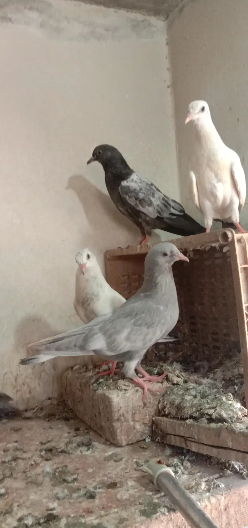 zak,slati,indian laky,washi kaldumy,qasori. — photo 6
