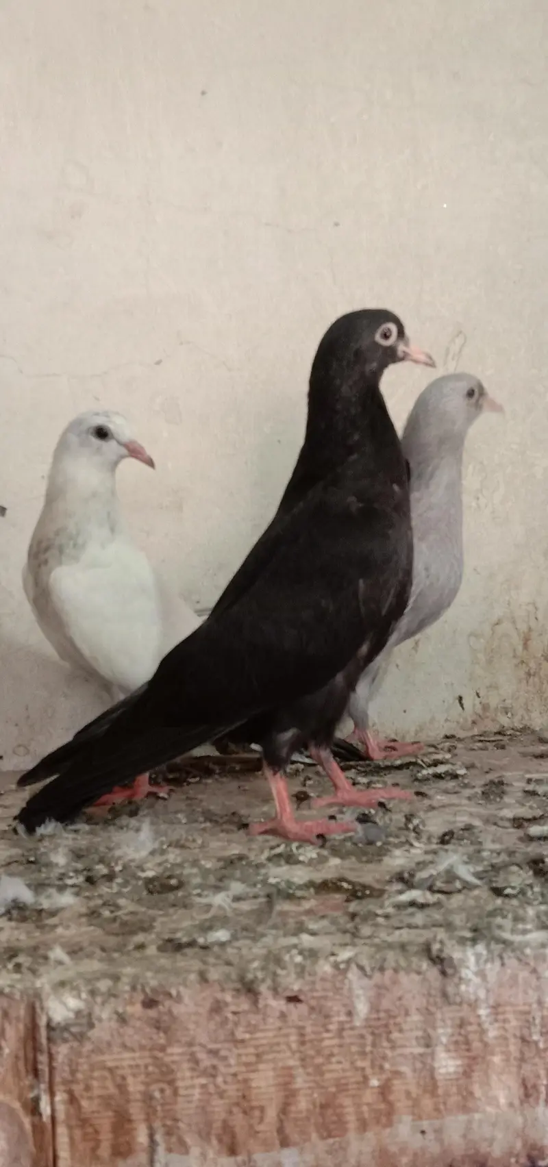 zak,slati,indian laky,washi kaldumy,qasori. — photo 7