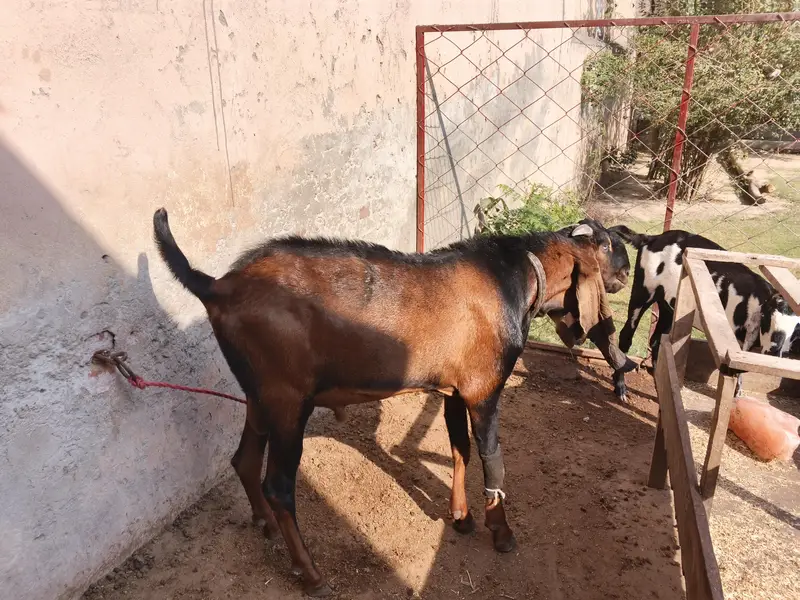 betal nagra male breeder achi height wala fresh 4 dand howa abhi — photo 2
