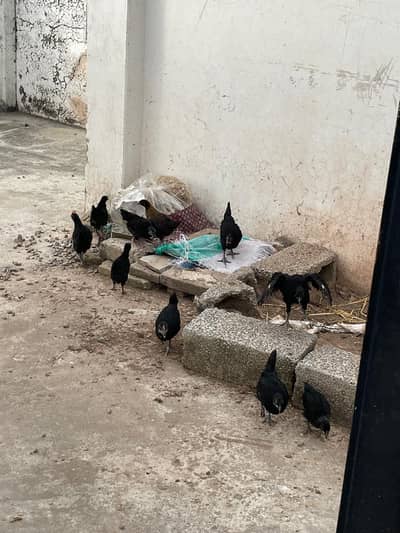 Astralop and desi chicks for sale