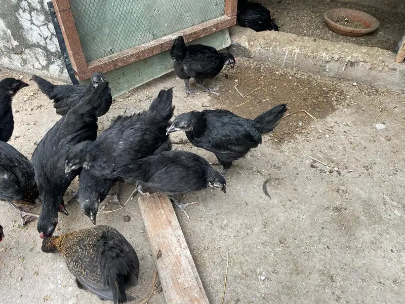 Astralop and desi chicks for sale — photo 2
