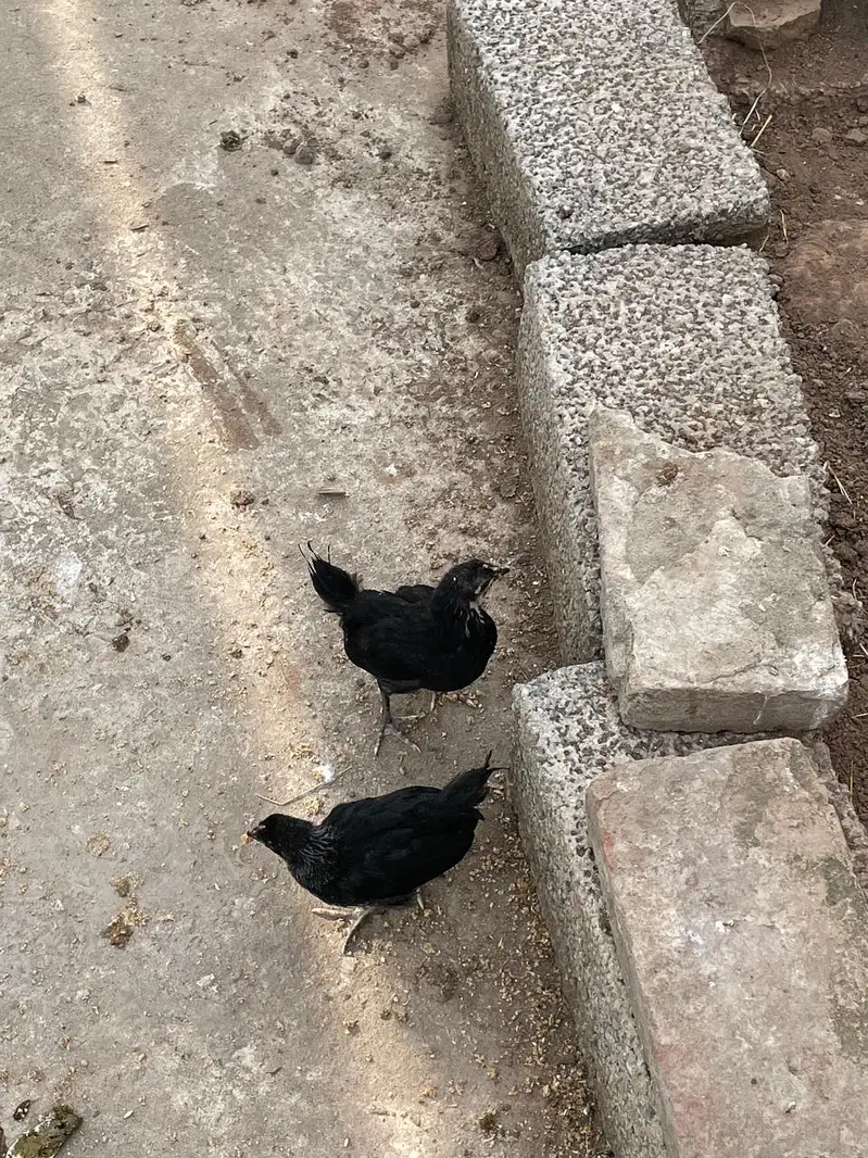 Astralop and desi chicks for sale — photo 3