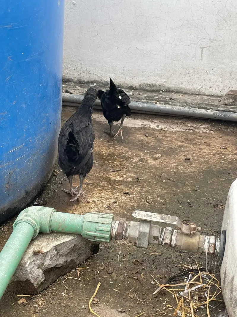 Astralop and desi chicks for sale — photo 4