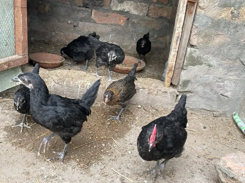 Astralop and desi chicks for sale — photo 6