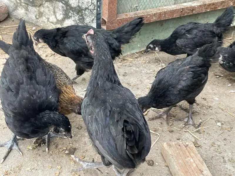 Astralop and desi chicks for sale — photo 7