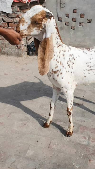 Makhi Chinni Beetal Goat