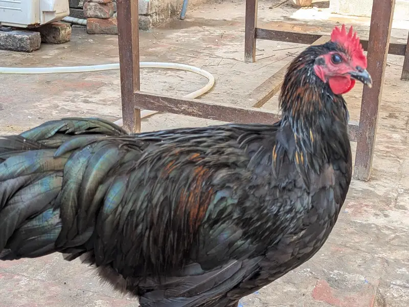australorp roosters — photo 2