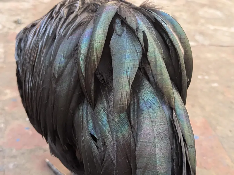 australorp roosters — photo 3