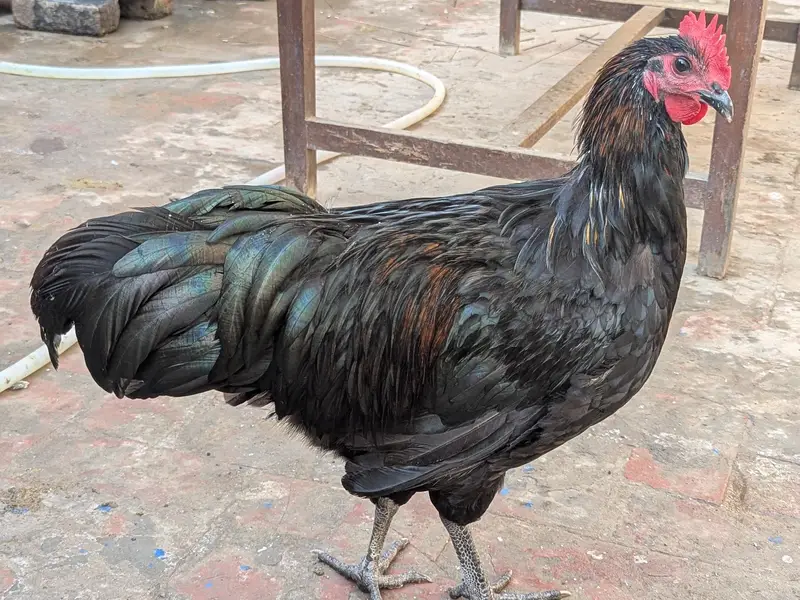 australorp roosters — photo 4