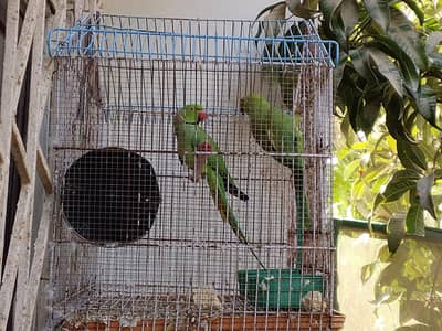 Goos pair . ready to bread